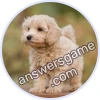 Trivia Spin Level 23 Maltipoo