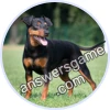 Trivia Spin Level 23 Pinscher