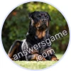 Trivia Spin Level 23 Rottweiler