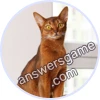 Trivia Spin Level 35 Abyssinian