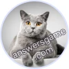 Trivia Spin Level 35 British Shorthair