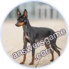 Trivia Spin Level 4 English Toy Terrier