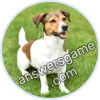 Trivia Spin Level 4 Jack Russell Terrier