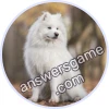 Trivia Spin Level 4 Samoyed