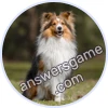 Trivia Spin Level 4 Sheltie