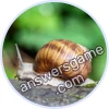 Trivia Spin Level 40 Burgundy snail