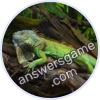 Trivia Spin Level 40 Iguana