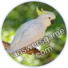 Trivia Spin Level 64 Cockatoos
