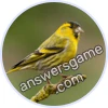 Trivia Spin Level 64 Eurasian siskin