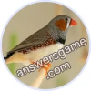 Trivia Spin Level 64 Sunda zebra finch
