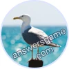 Trivia Spin Level 73 Gull