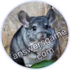 Trivia Spin Level 117 Chinchilla