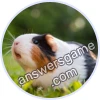 Trivia Spin Level 117 Guinea pig