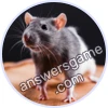 Trivia Spin Level 117 Rat