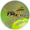 Trivia Spin Level 163 Wasp