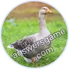 Trivia Spin Level 223 Goose