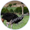 Trivia Spin Level 223 Ostrich