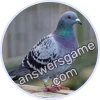 Trivia Spin Level 223 Pigeon