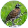 Trivia Spin Level 223 Quail