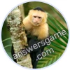 Trivia Spin Level 253 Capuchin monkey