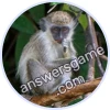 Trivia Spin Level 253 Guenon