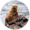 Trivia Spin Level 253 Sea lion