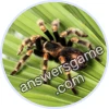 Trivia Spin Level 318 Bird spider