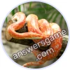 Trivia Spin Level 318 Corn snake