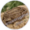 Trivia Spin Level 318 Steppe rat snake