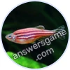 Trivia Spin Level 330 Danio