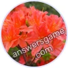 Trivia Spin Level 393 Azalea