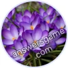 Trivia Spin Level 393 Crocus