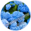 Trivia Spin Level 393 Hydrangea
