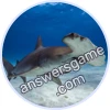 Trivia Spin Level 443 Hammerhead shark