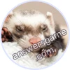Trivia Spin Level 535 Ferret