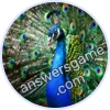 Trivia Spin Level 535 Peafowl