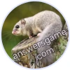 Trivia Spin Level 545 Dormouse