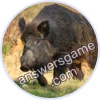 Trivia Spin Level 545 Wild boar