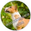 Trivia Spin Level 627 Bull Terrier