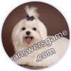 Trivia Spin Level 627 Maltese dog