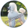 Trivia Spin Level 627 Poodle