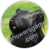 Trivia Spin Level 627 Skye Terrier