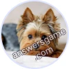 Trivia Spin Level 627 Yorkshire Terrier