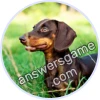 Trivia Spin Level 753 Dachshund