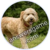 Trivia Spin Level 753 Goldendoodle