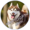 Trivia Spin Level 753 Husky