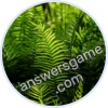 Trivia Spin Level 797 Fern