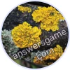 Trivia Spin Level 797 Lichen