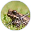 Trivia Spin Level 826 Cane toad