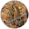 Trivia Spin Level 826 Dominican tree frog